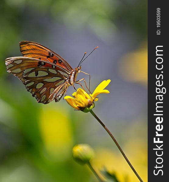 Monarch Butterfly On A Colorful Yellow Sunflow