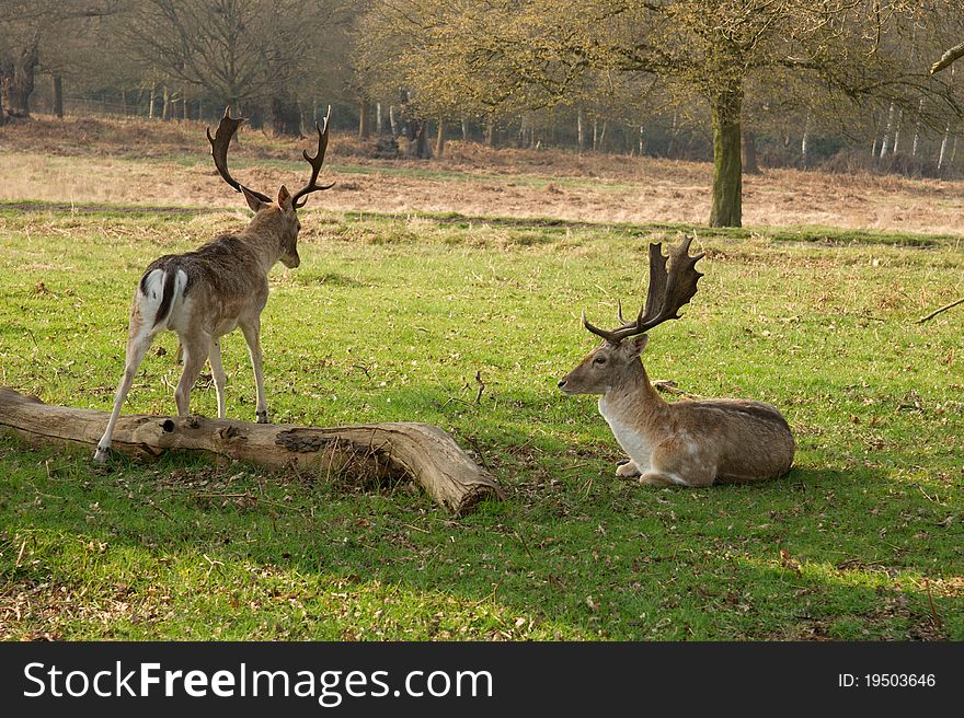 Two lovely young deers having a rest on the meadow. Two lovely young deers having a rest on the meadow