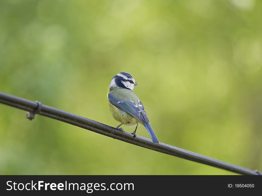 A blue tit sitting on a communications wire. A blue tit sitting on a communications wire.
