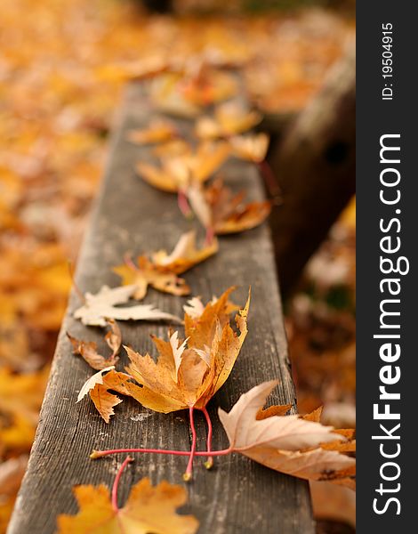 Autumn leaves on the bench in the James Gardens park in Toronto