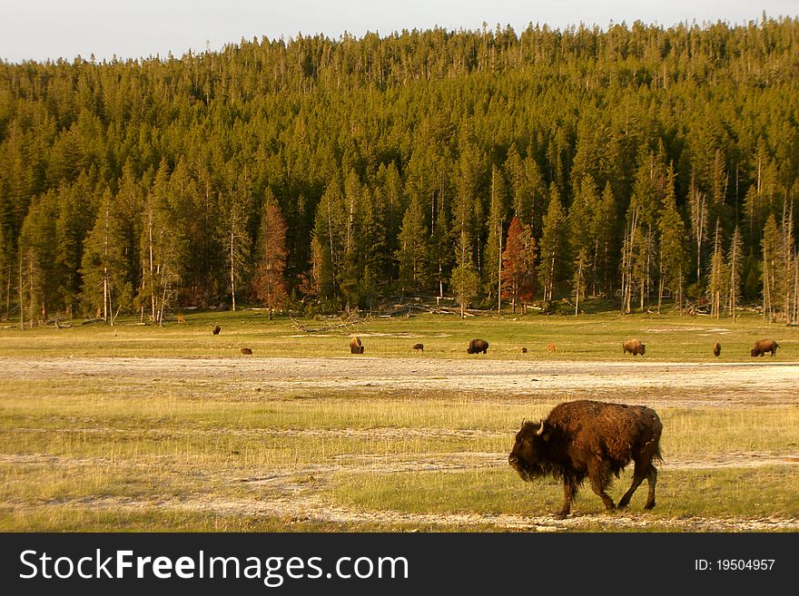 Buffalos In Yellowstone