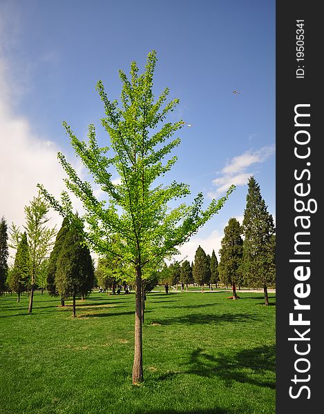 Picture of a single tree in a beautiful garden,