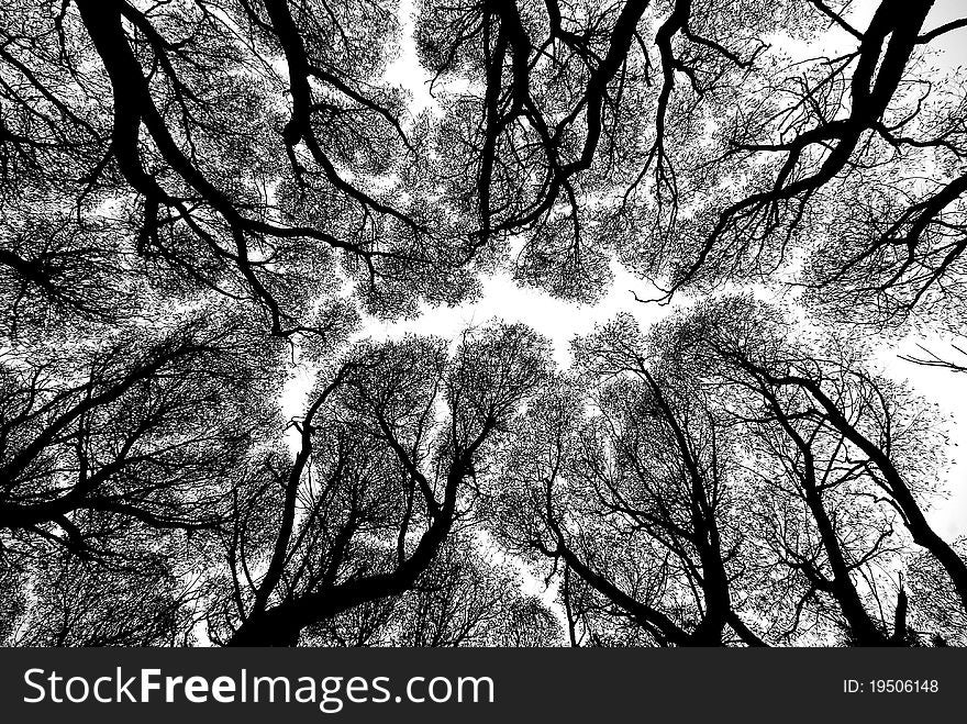 Silhouette of few willows, view from below