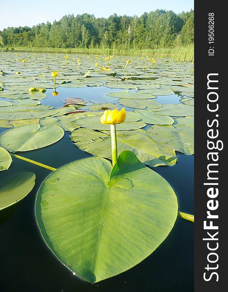 Lilies On The Water