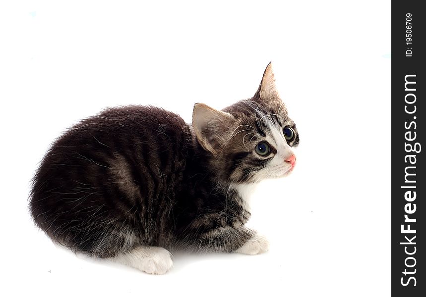 Fluffy grey kitten over white. Fluffy grey kitten over white