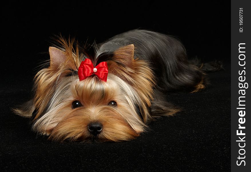 Young Yorkshire Terrier on the black background