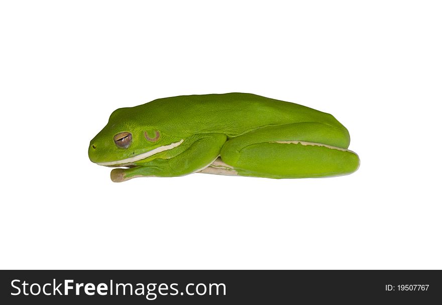 Curled up Green Tree Frog in Port Douglas, Queensland, Australia. Available on White and Transparent background. Curled up Green Tree Frog in Port Douglas, Queensland, Australia. Available on White and Transparent background