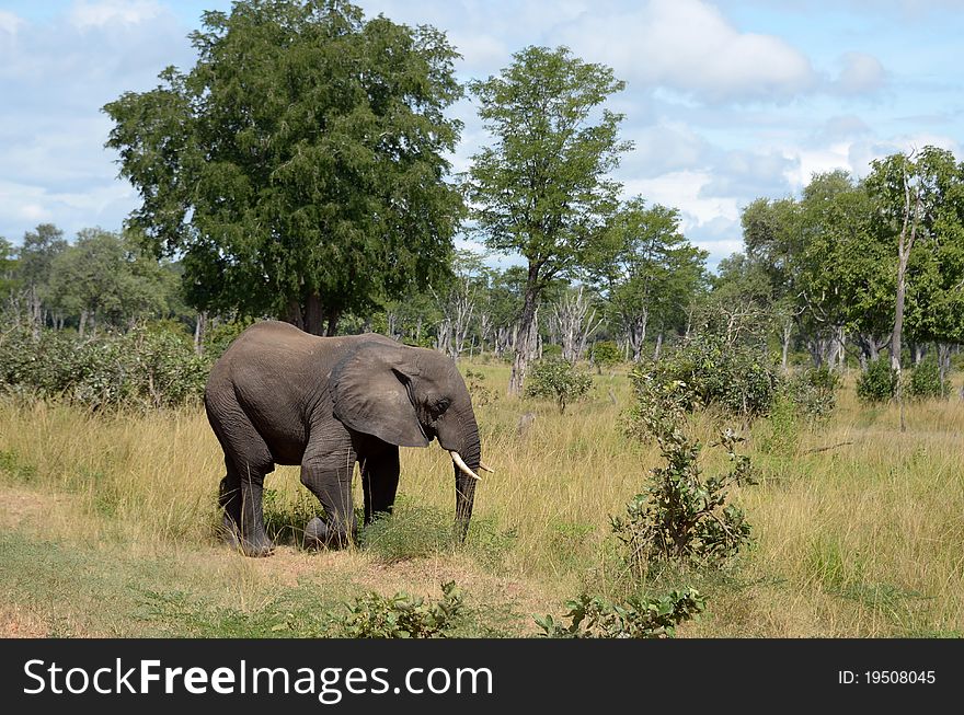 A elephant in the bush