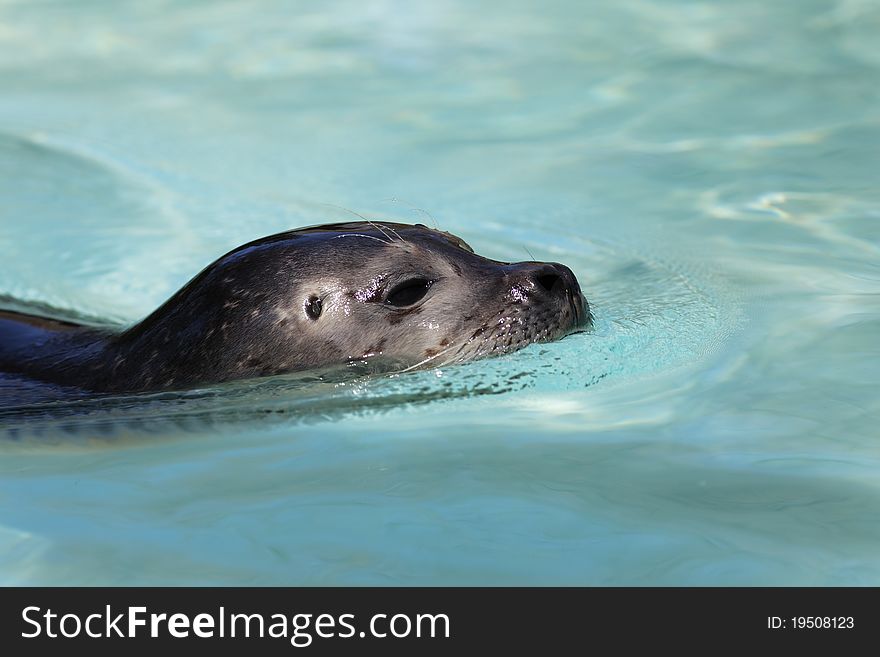 Head of seal in water in spring