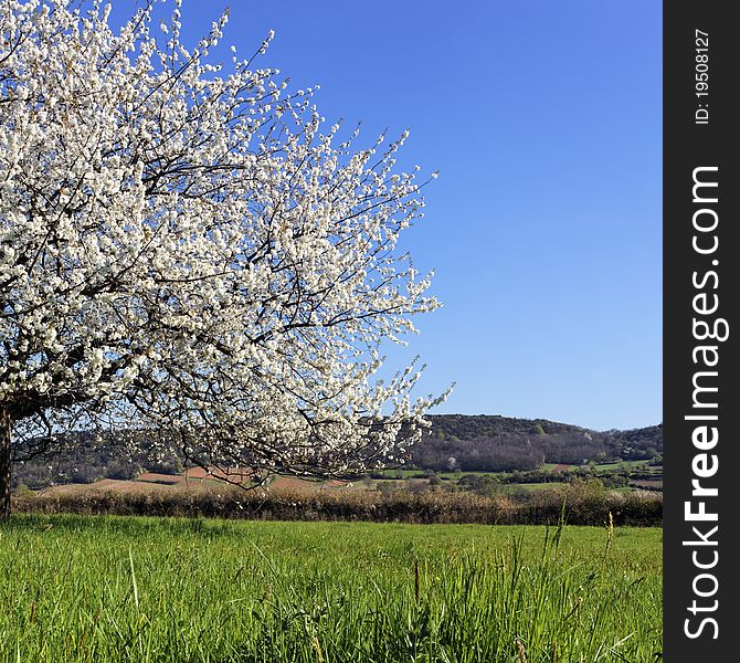 Beautiful tree with white flowers on grenn grass. Beautiful tree with white flowers on grenn grass