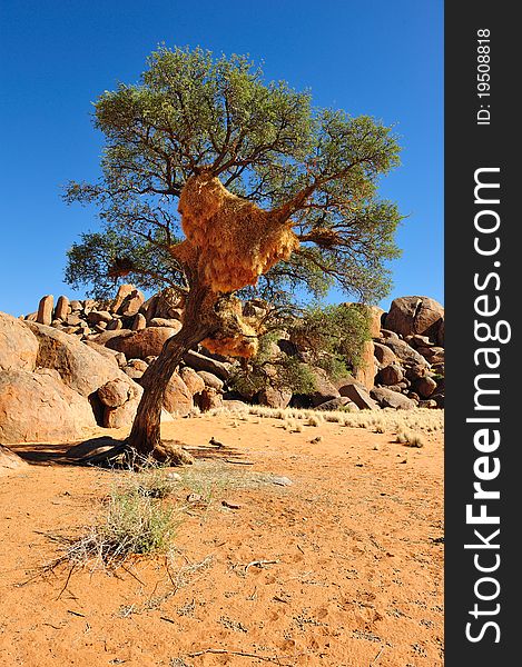 Social Weaver nest on a tree (Namibia)