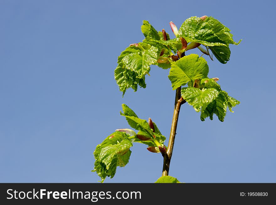 Young lime leaves opened in spring on a background of blue sky. Young lime leaves opened in spring on a background of blue sky.