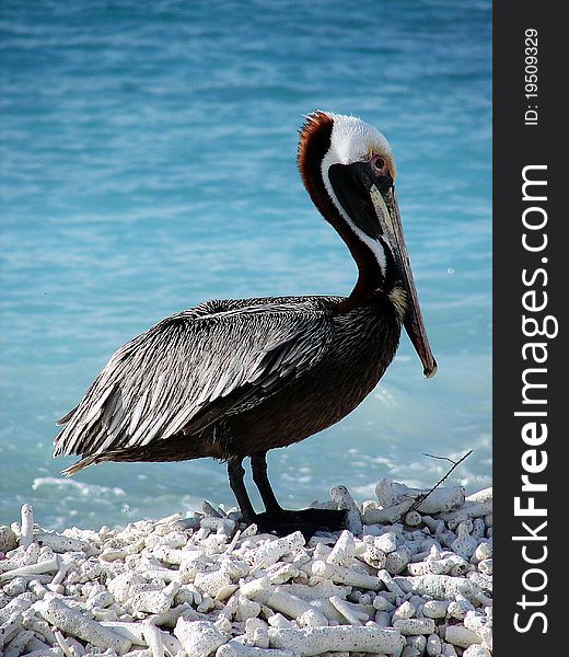 Pelican on a coral beach