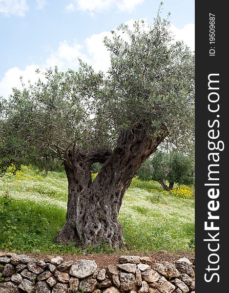 An ancient olive tree stands in a terraced grove among white and yellow flowers.