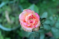Pink Rose Flower Flowering Plant Vulnerability Freshness, Green Background Photo. Stock Photos