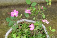 Pink Flowers Freshness Plant Tub, Green Background Photo. Stock Image