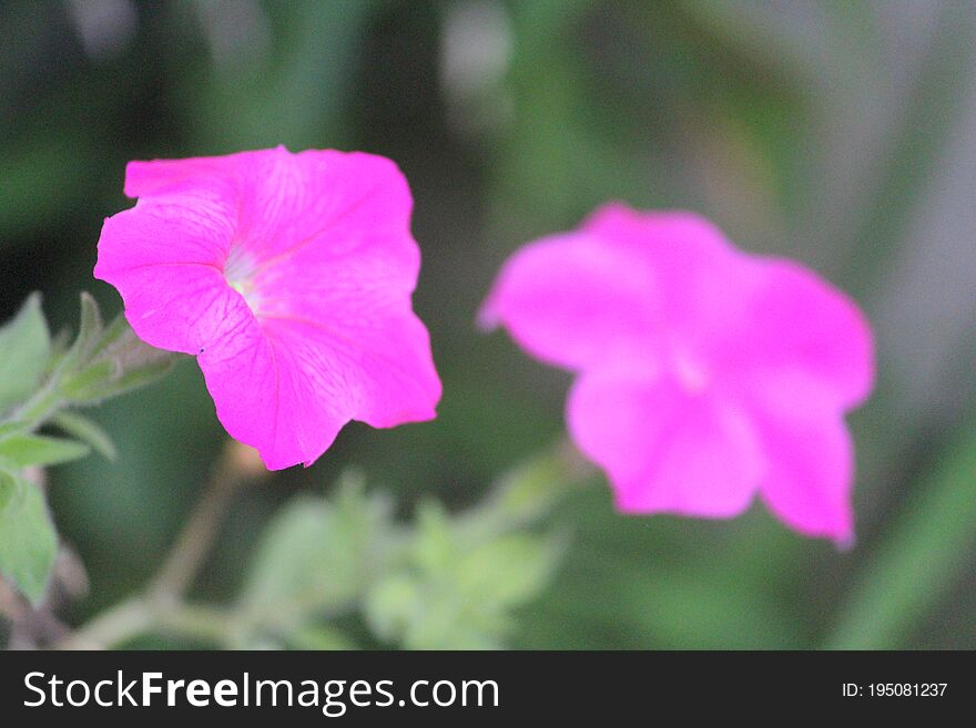 Pink flower Flowering plant vulnerability Freshness, Green background photo.