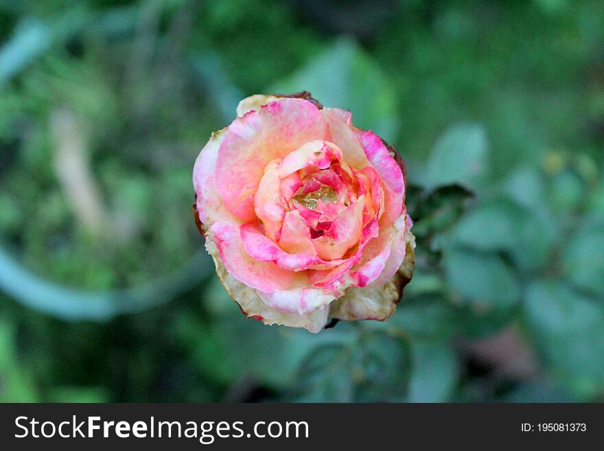Pink Rose flower Flowering plant vulnerability Freshness, Green background photo.