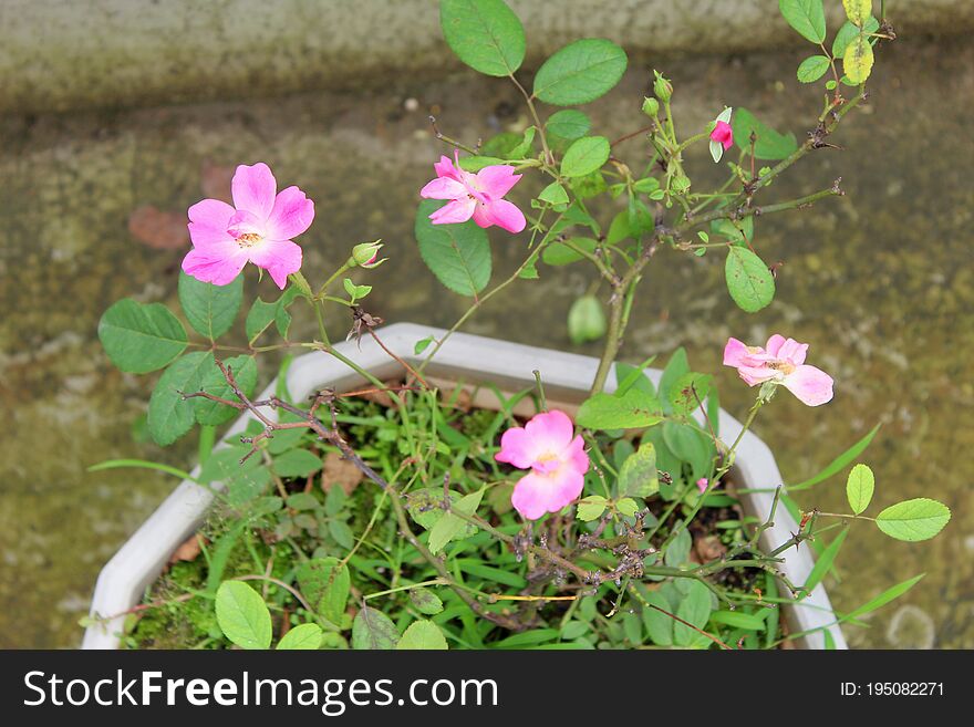 Pink Flowers Freshness Plant Tub, Green Background Photo.