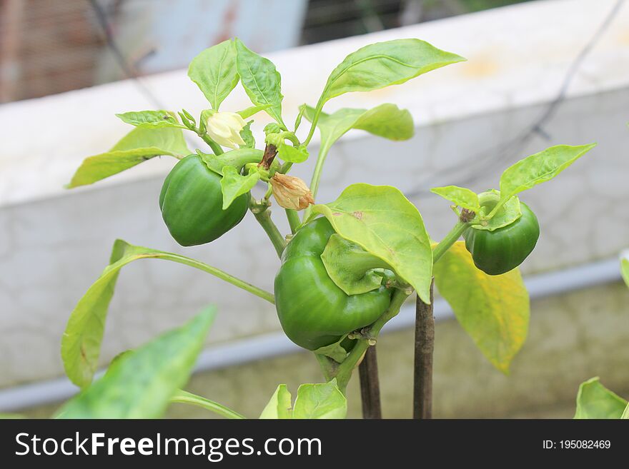 Green Capsicum tree veg. , tub planting vulnerability Freshness photo.