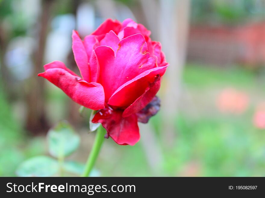 Rose Flower, Green Garden Background Photo.