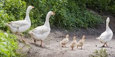 White Geese Family Royalty Free Stock Photos