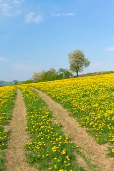 Path In Dandelion Meadow Stock Images