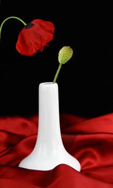 Poppy Flower Stock Photos Poppy Flower Stock Photos