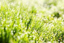 The Dew In Fresh Grass Stock Photos The Dew In Fresh Grass Stock Photos