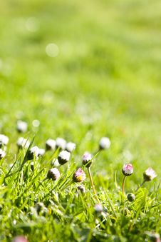 The Dew In Fresh Grass Royalty Free Stock Photos The Dew In Fresh Grass Royalty Free Stock Photos
