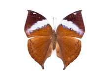 Brown Butterfly Kalima Paralecta Isolated Stock Images