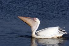 White Pelican Royalty Free Stock Photos White Pelican Royalty Free Stock Photos