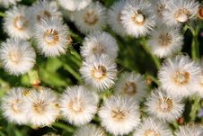 Structure Of Dandelion Flowers Stock Photos Structure Of Dandelion Flowers Stock Photos