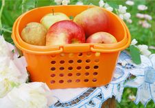 Red Apples In The Orange Basket, Rural Still-life Red Apples In The Orange Basket, Rural Still-life