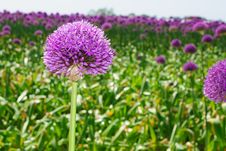 Purple Onion Flower Stock Photo