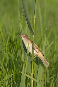 Great Reed Warbler / Acrocephalus Arun Royalty Free Stock Image Great Reed Warbler / Acrocephalus Arun Royalty Free Stock Image