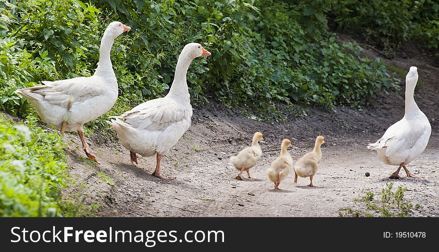 White geese family on the walk to a pond