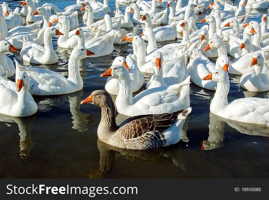 Group of swimming white geese with one brown