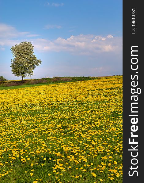 Alone tree and path in dandelion meadow. Alone tree and path in dandelion meadow