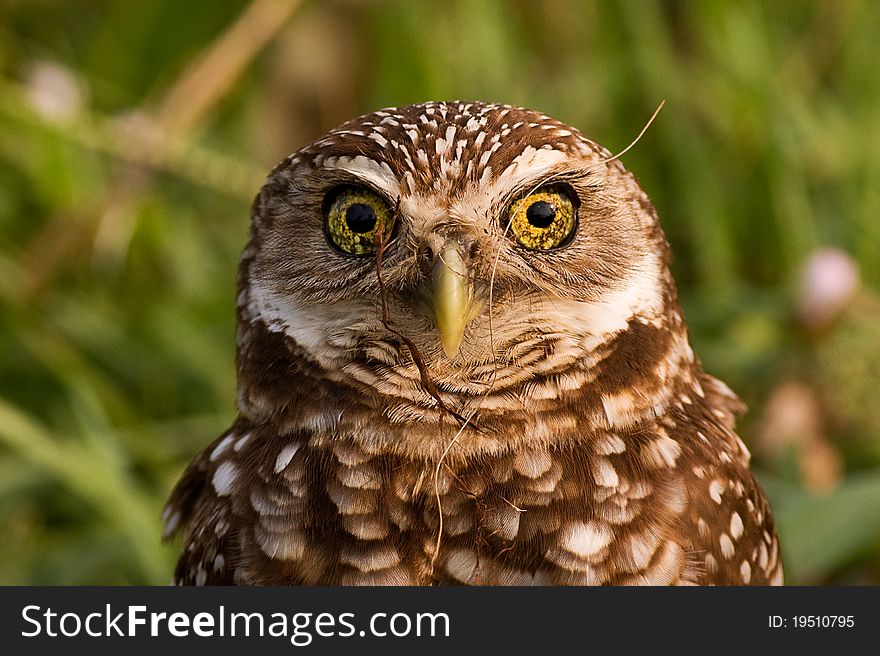 Close up image of a wise burrowing owl watching