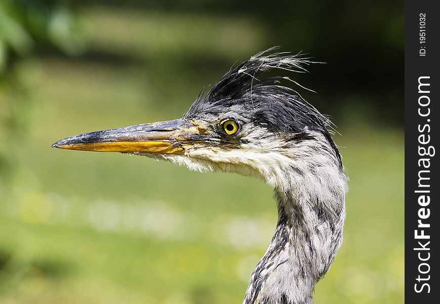 Portrait of an old great heron