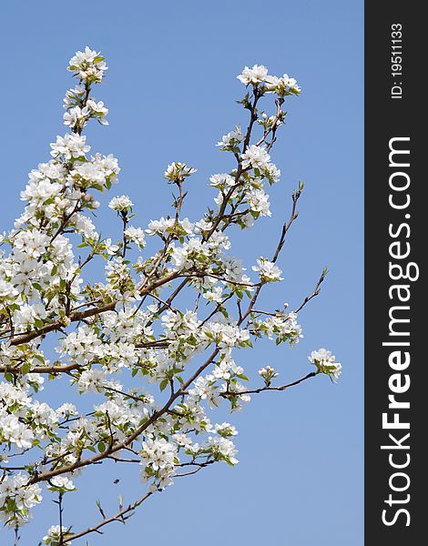 Branch of a blossoming apple-tree against the dark blue sky