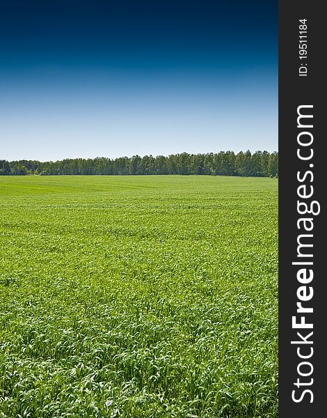 Green grass field under a blue bright sky. Green grass field under a blue bright sky