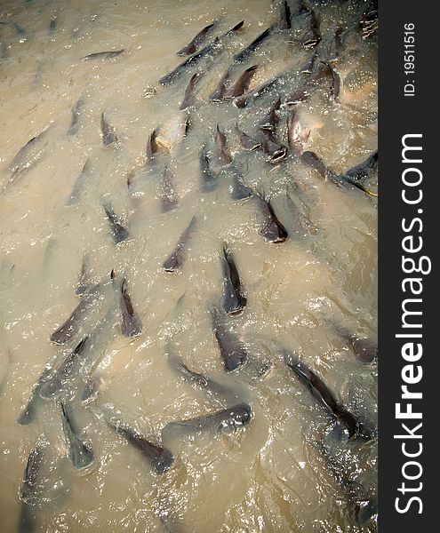 Feeding group of catfish in river of thailand