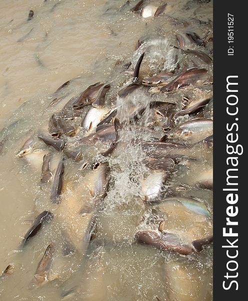 Feeding group of catfish in river of thailand