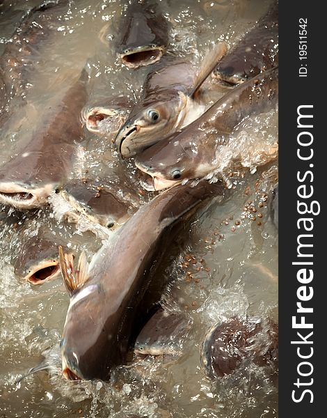 Feeding group of catfish in river of thailand