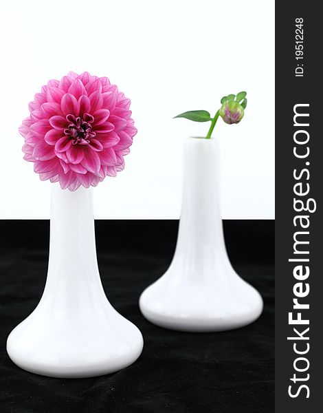 White vases with dahlia flowers