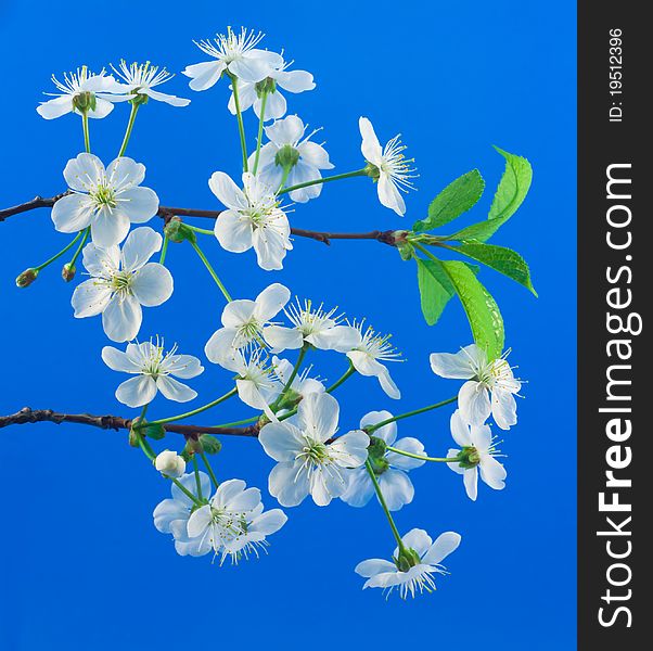 Cherry blossom with green leaves on blue background