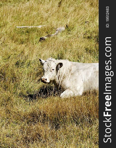 A white cow laying in the fall grass