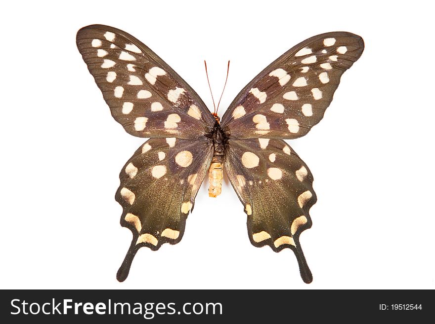 Brown and orange butterfly Papilio antenor isolated on white background